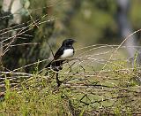 Willie Wagtail 9P27D-40